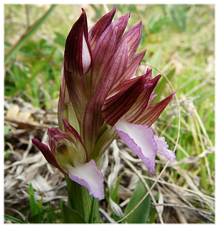 Orchis papilionacea